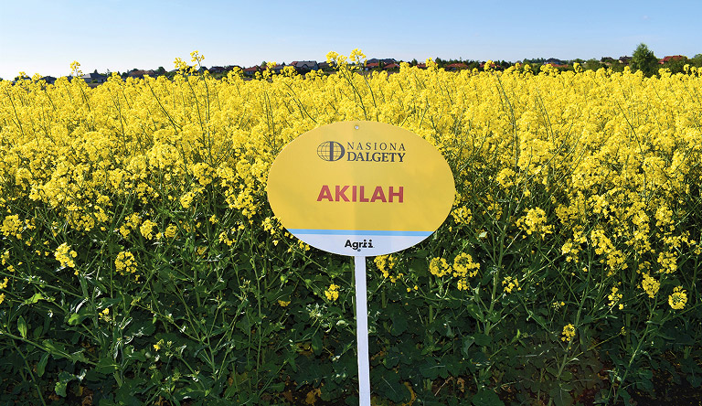Rzepak AKILAH